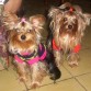 Mis chiquitines preciosos